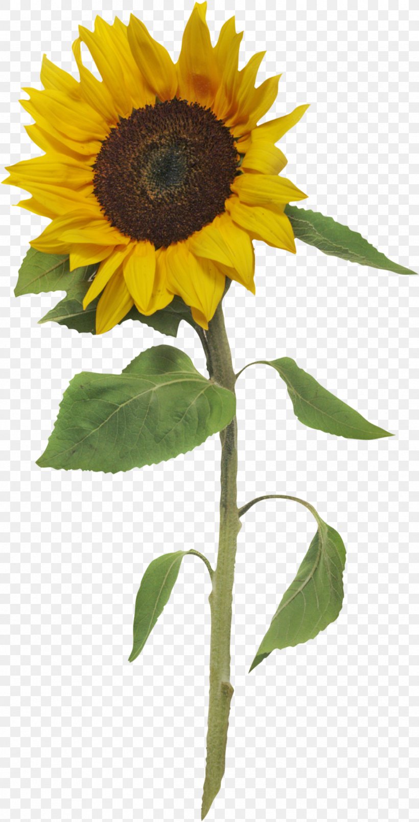 Common Sunflower Creating Time: Using Creativity To Reinvent The Clock And Reclaim Your Life Clip Art, PNG, 1247x2443px, Common Sunflower, Blog, Daisy Family, Flower, Flowering Plant Download Free