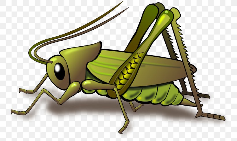 Cricket Grasshopper Insect Clip Art, PNG, 800x490px, Cricket, Animation,  Arthropod, Cartoon, Cricket Like Insect Download Free