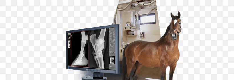 Horse Veterinarian Veterinary Medicine Digital Radiography, PNG, 1280x440px, Horse, Animal, Bit, Bridle, Digital Radiography Download Free