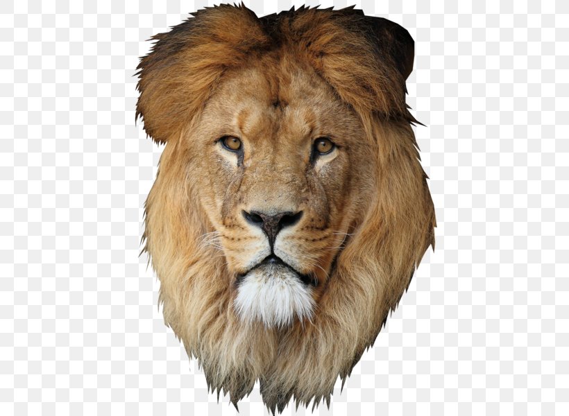 Lion Desktop Wallpaper Cecil, PNG, 441x600px, Lion, Animal, Avatar, Bbcode, Big Cats Download Free
