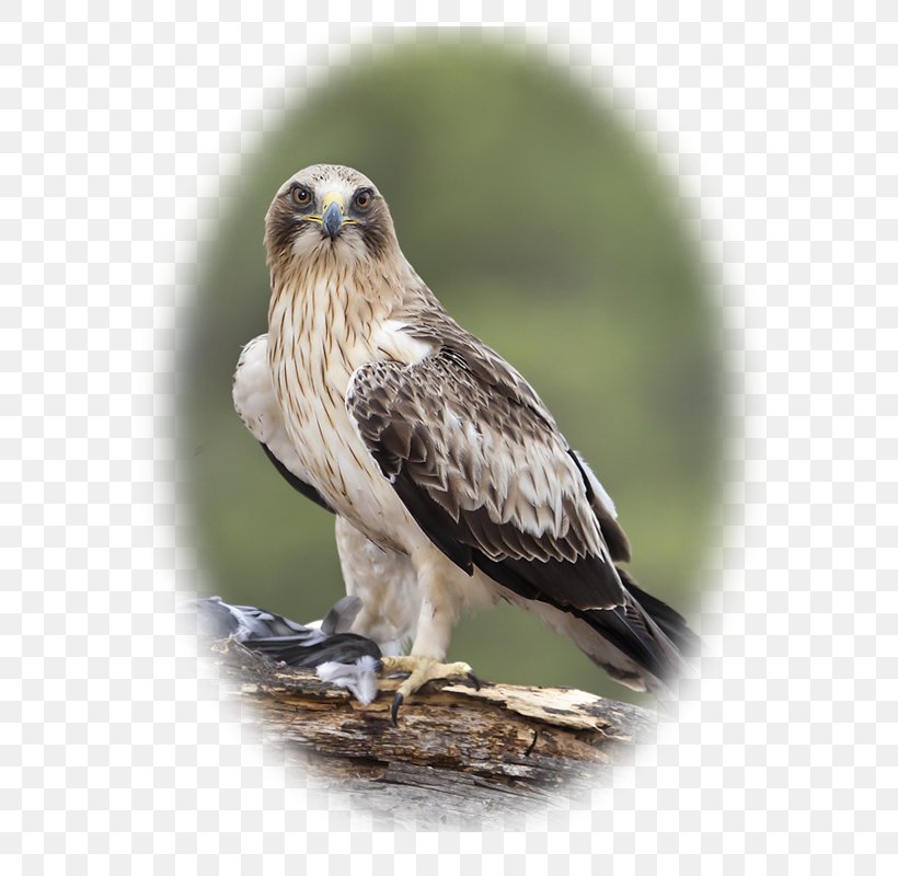 Red-backed Hawk Booted Eagle Falconiformes, PNG, 600x800px, Hawk, Accipitridae, Accipitriformes, Beak, Bird Download Free