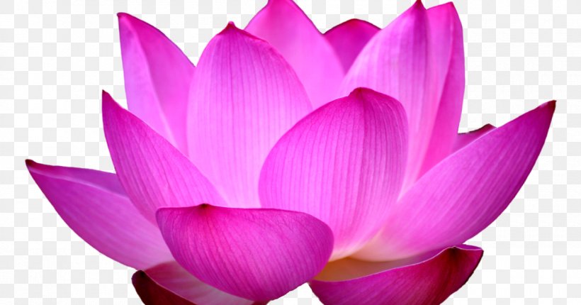 Sacred Lotus Clip Art Image Desktop Wallpaper, PNG, 1200x630px, Sacred Lotus, Aquatic Plant, Botany, Crocus, Egyptian Lotus Download Free