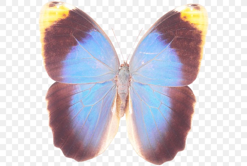 Brush-footed Butterflies Gossamer-winged Butterflies Butterfly Symmetry Microsoft Azure, PNG, 570x553px, Brushfooted Butterflies, Arthropod, Brush Footed Butterfly, Butterfly, Gossamerwinged Butterflies Download Free