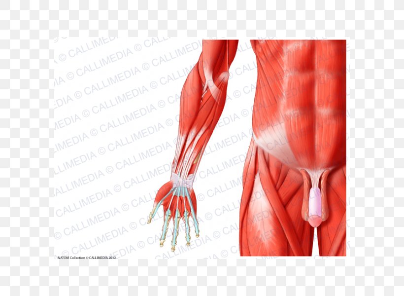Forearm Muscle Human Anatomy Muscular System, PNG, 600x600px, Watercolor, Cartoon, Flower, Frame, Heart Download Free