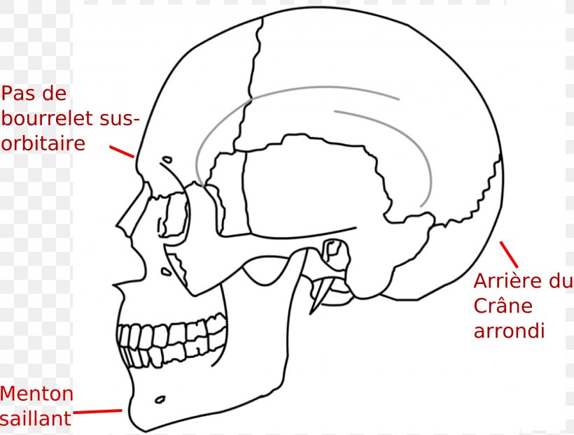 Ossification Temporal Muscle Sphenoid Bone Chin, PNG, 2243x1702px, Watercolor, Cartoon, Flower, Frame, Heart Download Free