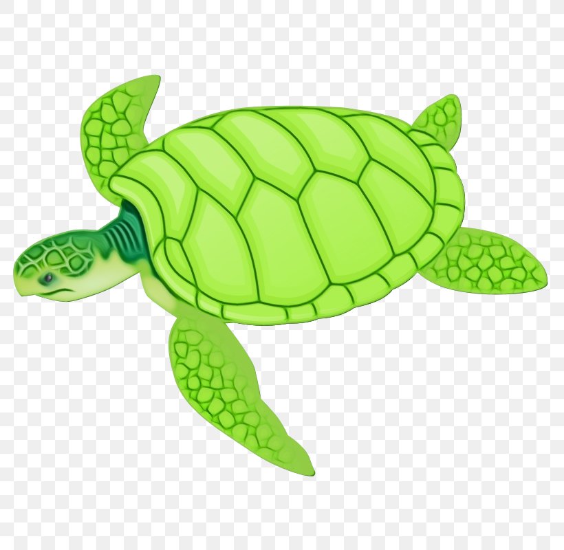 Sea Turtle Green Green Sea Turtle Turtle Tortoise, PNG, 800x800px, Watercolor, Green, Green Sea Turtle, Hawksbill Sea Turtle, Kemps Ridley Sea Turtle Download Free