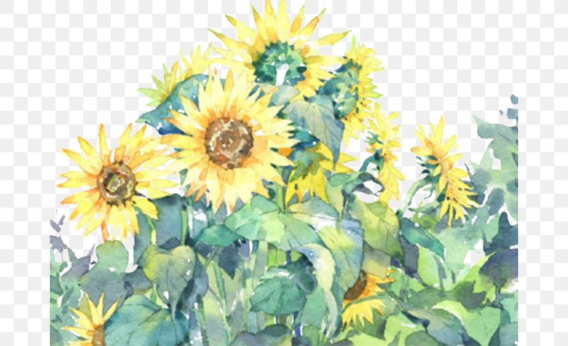 Common Sunflower Illustration, PNG, 676x500px, Common Sunflower, Annual Plant, Daisy Family, Designer, Floral Design Download Free