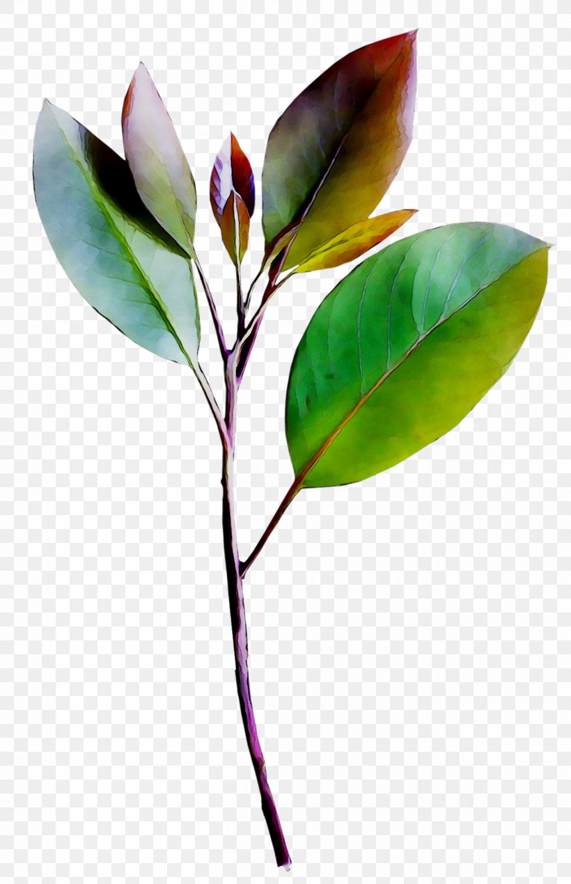 Leaf Plant Stem Branching, PNG, 1260x1952px, Leaf, Botany, Branching, Flower, Flowering Plant Download Free