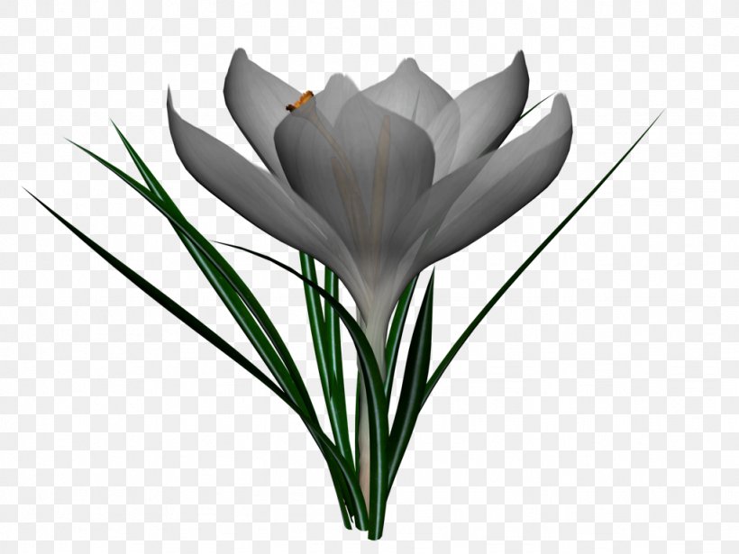 Tulip Flower, PNG, 1024x768px, Tulip, Black And White, Crocus, Cut Flowers, Deviantart Download Free