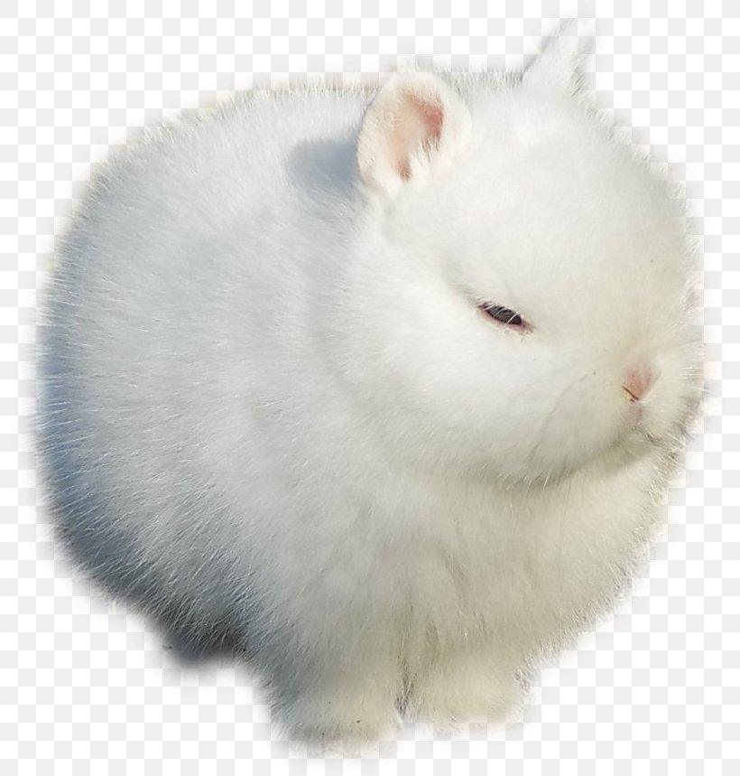 Angora Rabbit Stoat Domestic Rabbit Polish Rabbit Dwarf Rabbit, PNG, 799x859px, Angora Rabbit, Animal Husbandry, Cage, Domestic Rabbit, Dwarf Rabbit Download Free