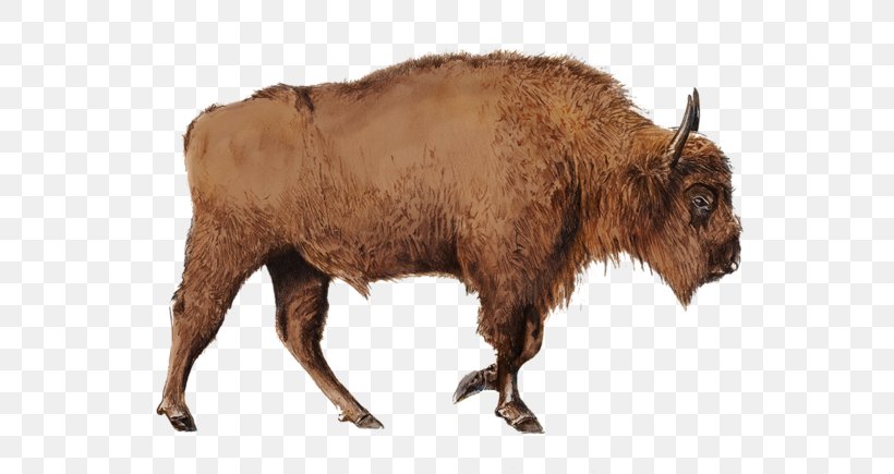Bison Cattle Horn Bull Terrestrial Animal, PNG, 652x435px, Bison, Animal, Bull, Cattle, Cattle Like Mammal Download Free