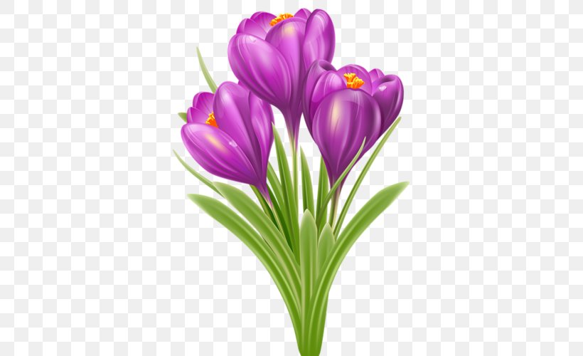 Crocus Vernus Clip Art, PNG, 347x500px, Crocus Vernus, Crocus, Crocus Chrysanthus, Crocus Flavus, Cut Flowers Download Free