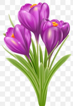 Crocus Vernus Clip Art PNG