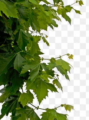 Leaf - Leaf Clip Art PNG