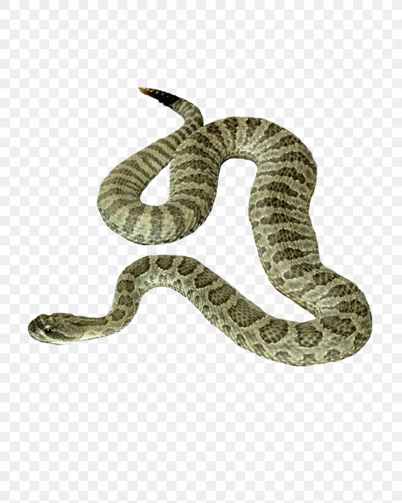 Snake, PNG, 900x1125px, Snake, Boa Constrictor, Boas, Colubridae, Kingsnake Download Free