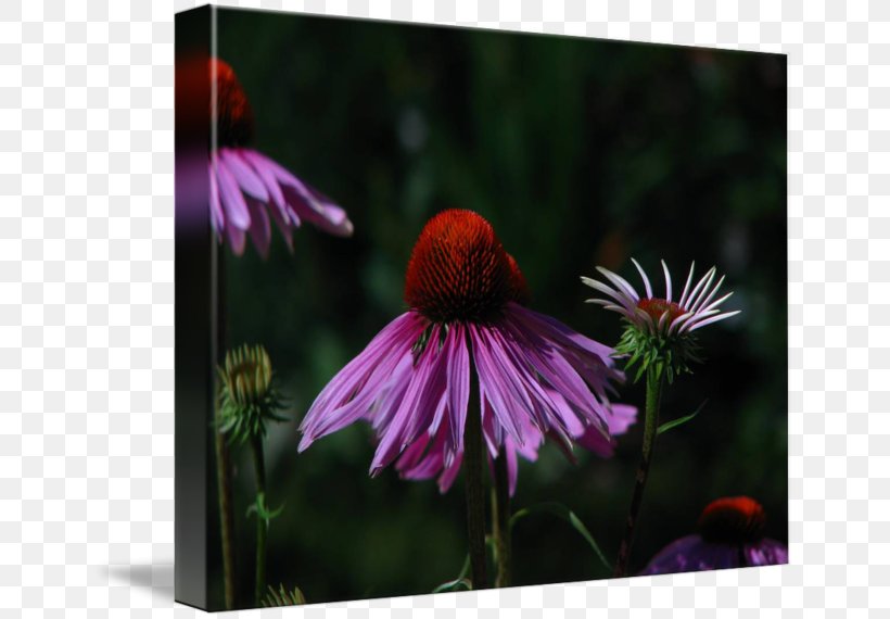 Coneflower Wildflower, PNG, 650x570px, Coneflower, Aster, Daisy Family, Flora, Flower Download Free