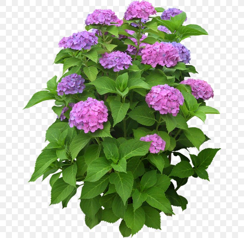 Flower Plant Shrub, PNG, 669x800px, Flower, Annual Plant, Blossom, Common Lilac, Cornales Download Free