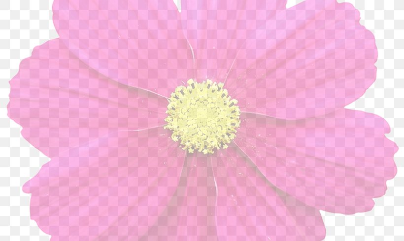 Garden Cosmos Cut Flowers Pink M Petal, PNG, 800x491px, Garden Cosmos, Annual Plant, Cosmos, Cut Flowers, Daisy Family Download Free