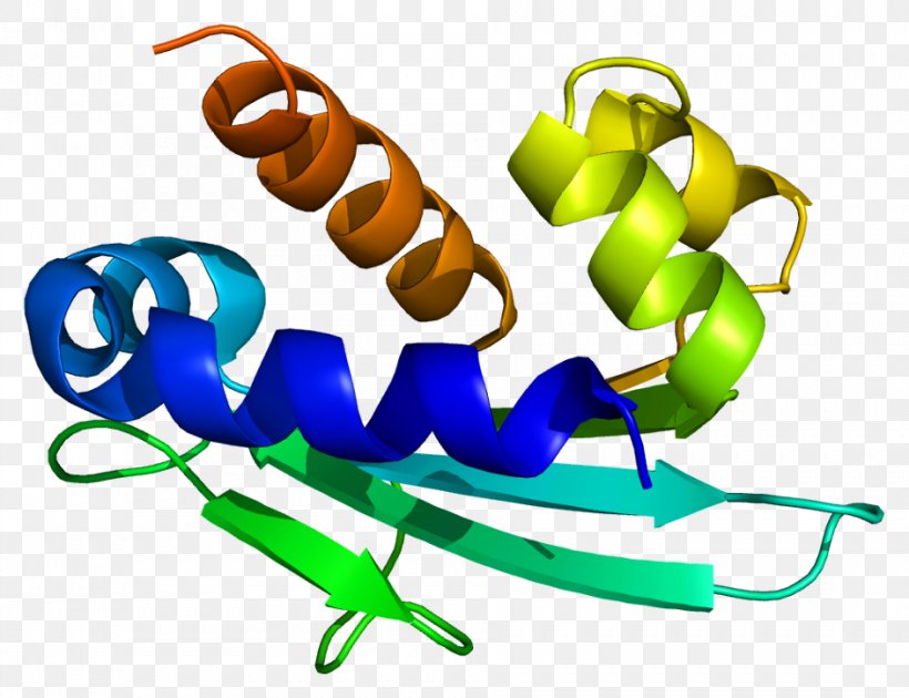 HSD17B4 Interleukin-7 Receptor Peroxisome 17β-Hydroxysteroid Dehydrogenase Protein, PNG, 943x725px, Interleukin7 Receptor, Acyl Coa Dehydrogenase, Artwork, Beta Oxidation, Cell Download Free