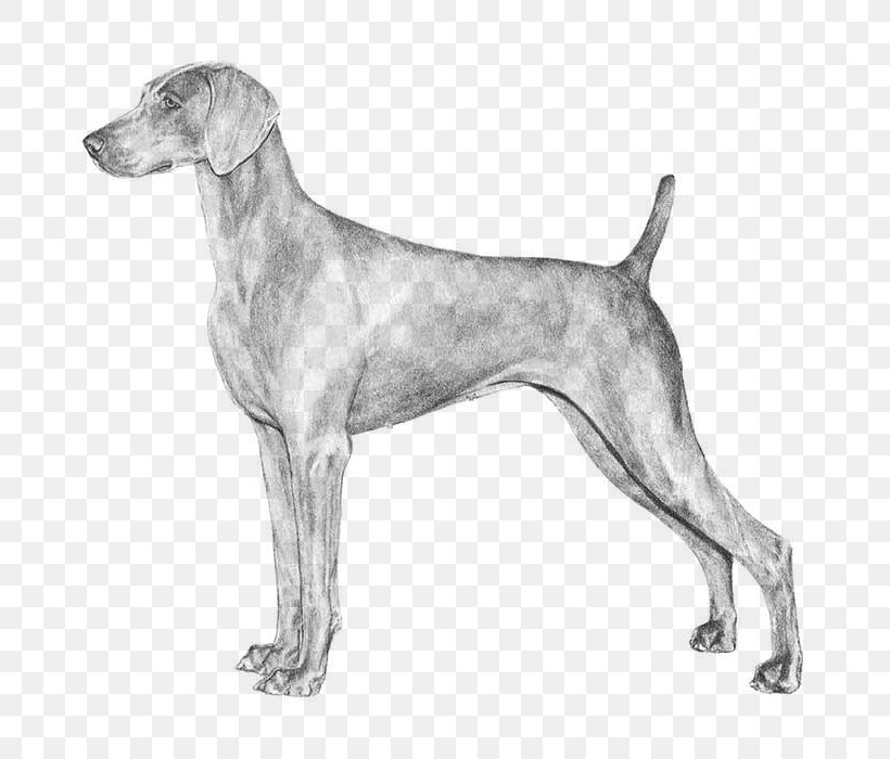 The Weimaraner Labrador Retriever German Shorthaired Pointer Dog Breed,  PNG, 700x700px, Weimaraner, American Foxhound, American Kennel