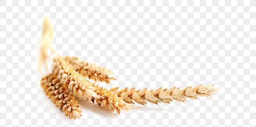 Common Wheat Maize Cereal Bran Oat, PNG, 650x406px, Common Wheat, Barley, Bran, Cereal, Commodity Download Free