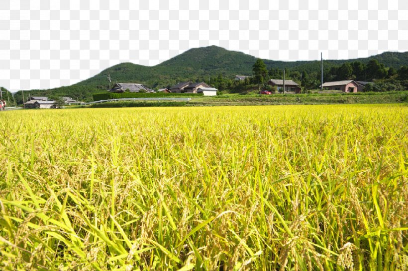 Download Icon, PNG, 900x600px, Paddy Field, Agriculture, Commodity, Crop, Farm Download Free