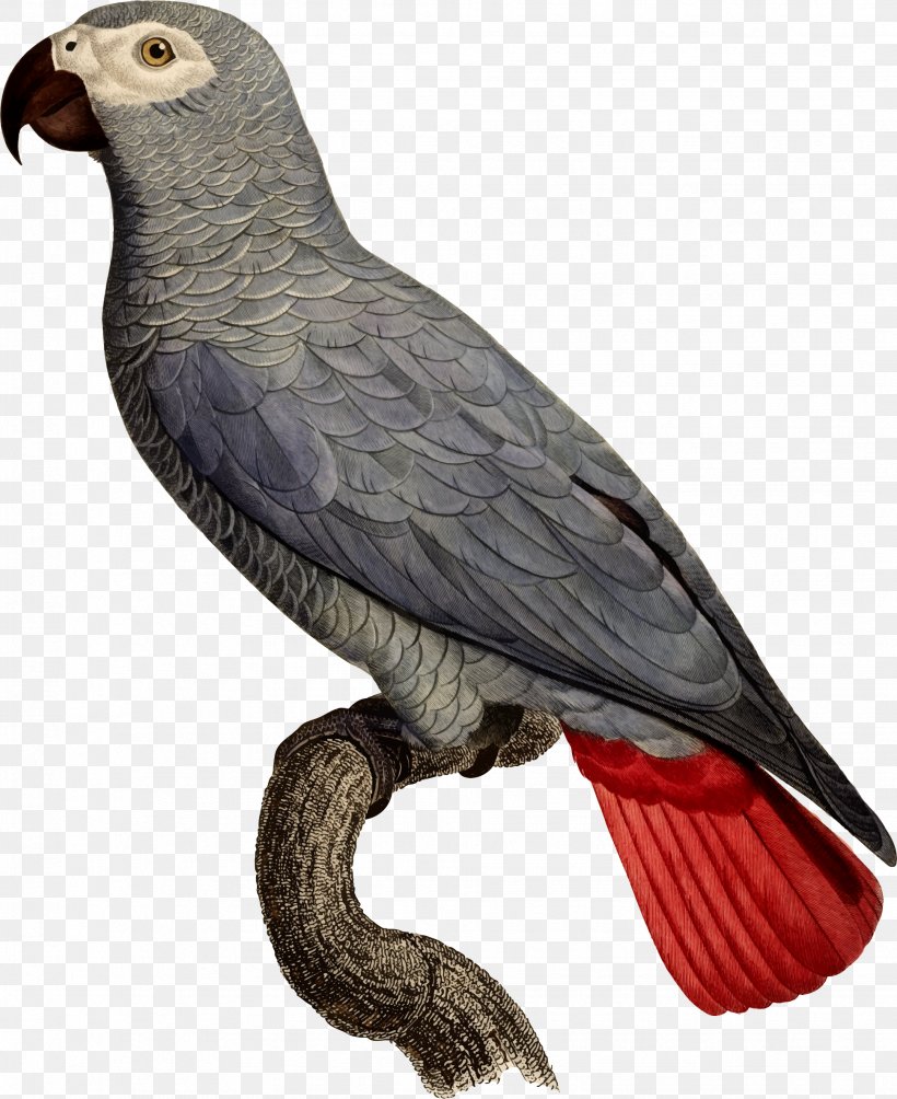 Grey Parrot Bird Illustration Clip Art Parrots, PNG, 1941x2378px, Grey Parrot, African Grey, Beak, Bird, Bird Of Prey Download Free