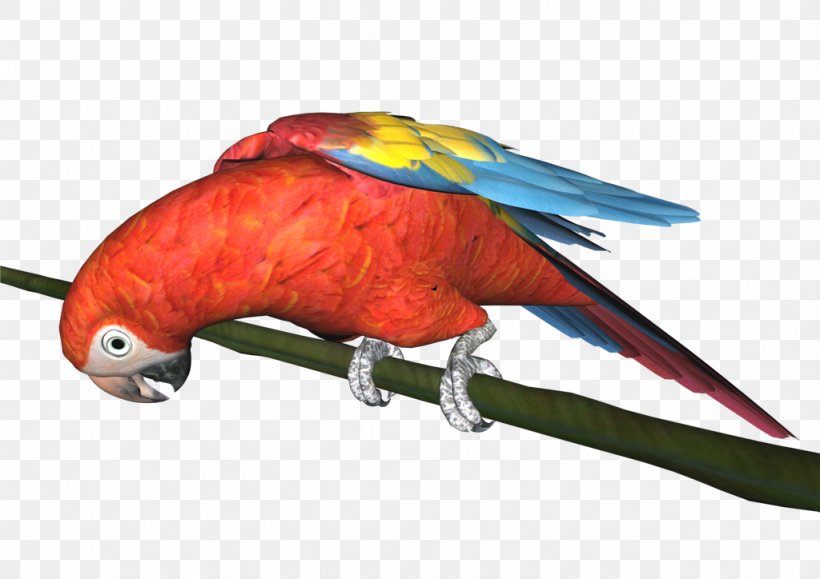 Macaw Parrot Bird Perroquet Loriini, PNG, 1024x724px, Macaw, Animal, Beak, Bird, Fauna Download Free