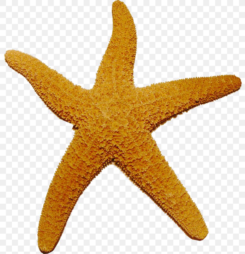 Starfish Clip Art, PNG, 800x848px, Starfish, Animal, Document, Echinoderm, Image Resolution Download Free