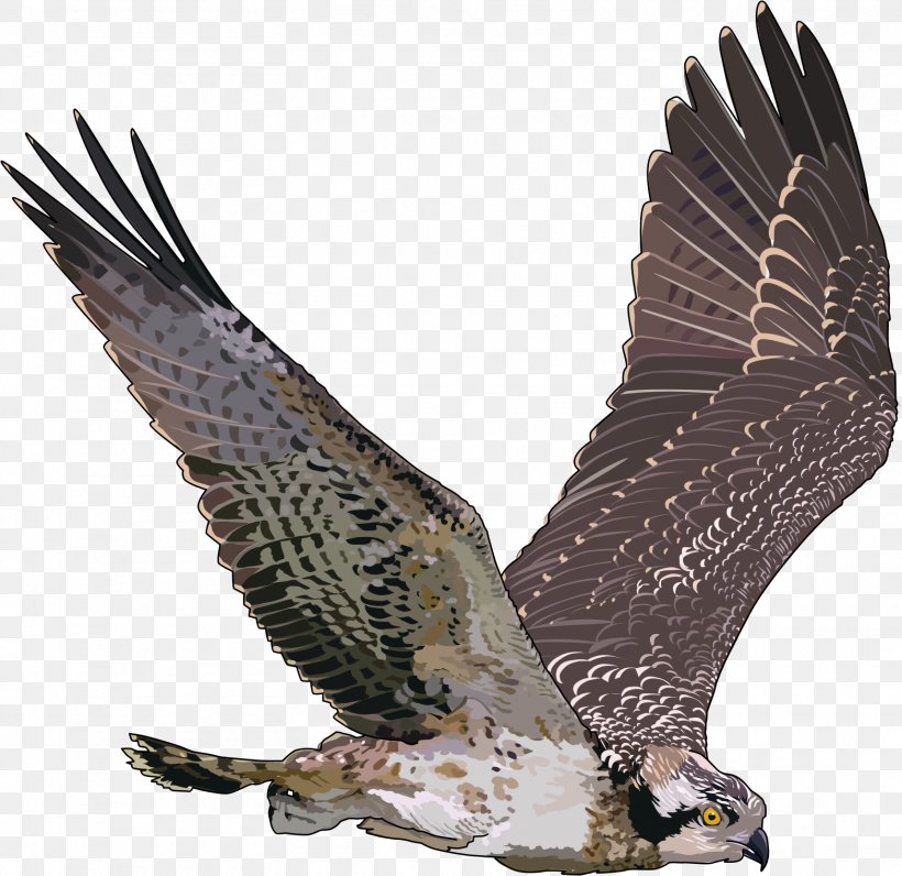 Bird Clip Art, PNG, 1565x1520px, Bird, Accipitriformes, Bald Eagle, Beak, Bird Of Prey Download Free