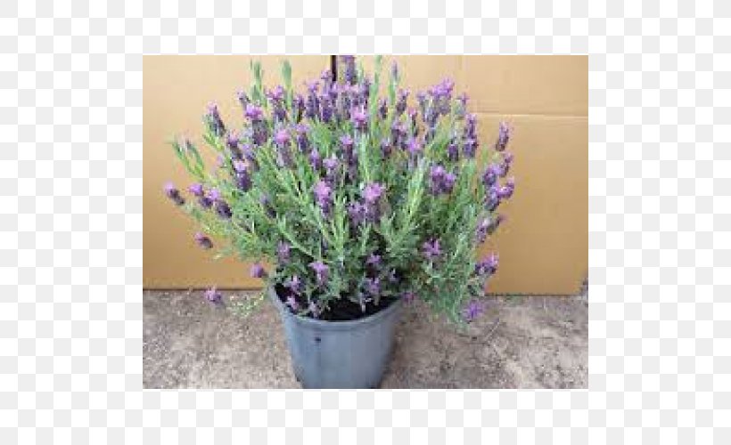 English Lavender French Lavender Lavandula Dentata Plant Shrub, PNG, 500x500px, English Lavender, Flower, Flowering Plant, Flowerpot, French Lavender Download Free