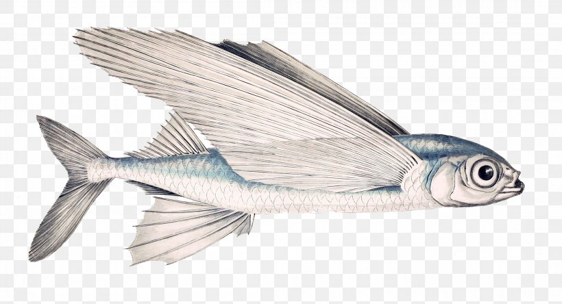 Exocoetus Volitans Fish Subtropics Exocoetus Obtusirostris Genus, PNG, 2200x1192px, Exocoetus Volitans, Actinopterygii, Beloniformes, Carl Linnaeus, Chordata Download Free