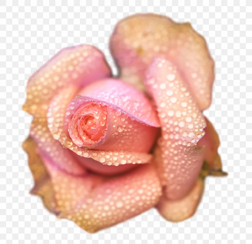 Rose, PNG, 1486x1440px, Rose Family, Closeup, Flesh M, Petal, Rose Download Free