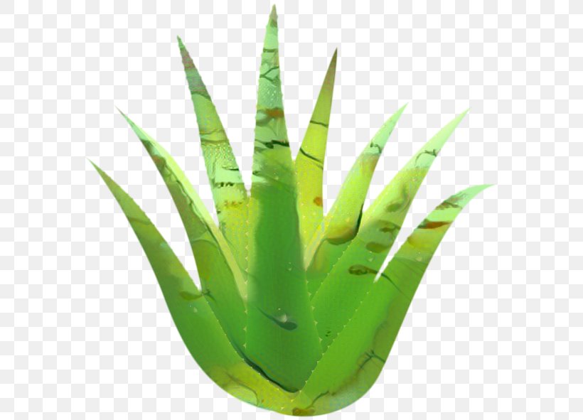 Aloe Vera Leaf, PNG, 600x591px, Aloe Vera, Agave, Agave Azul, Aloe, Aloes Download Free