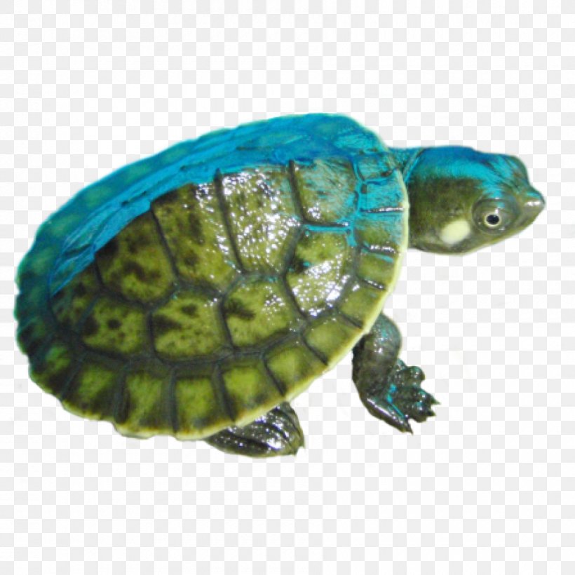 Amazon River Box Turtle Reptile, PNG, 900x900px, Amazon River, Animal, Aquarium, Box Turtle, Chelydridae Download Free