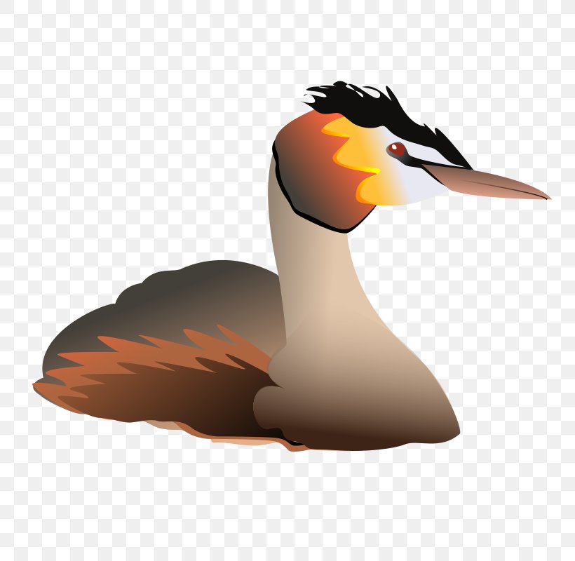 Clip Art Duck Image, PNG, 800x800px, Duck, Beak, Bird, Ducks Geese And Swans, Flightless Bird Download Free