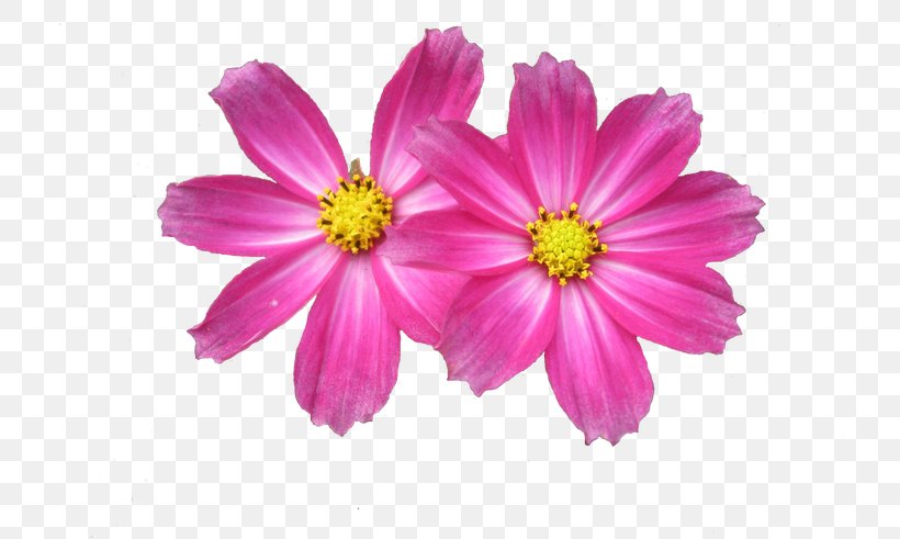 Clip Art Flower Desktop Wallpaper Image, PNG, 800x491px, Flower, Annual Plant, Aster, Chrysanths, Common Daisy Download Free