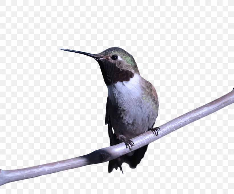 Hummingbird, PNG, 2200x1820px, Bird, Beak, Hummingbird, Rubythroated Hummingbird, Rufous Hummingbird Download Free