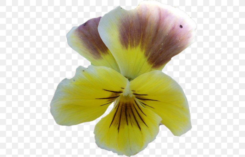 Pansy, PNG, 500x528px, Pansy, Flower, Flowering Plant, Petal, Plant Download Free