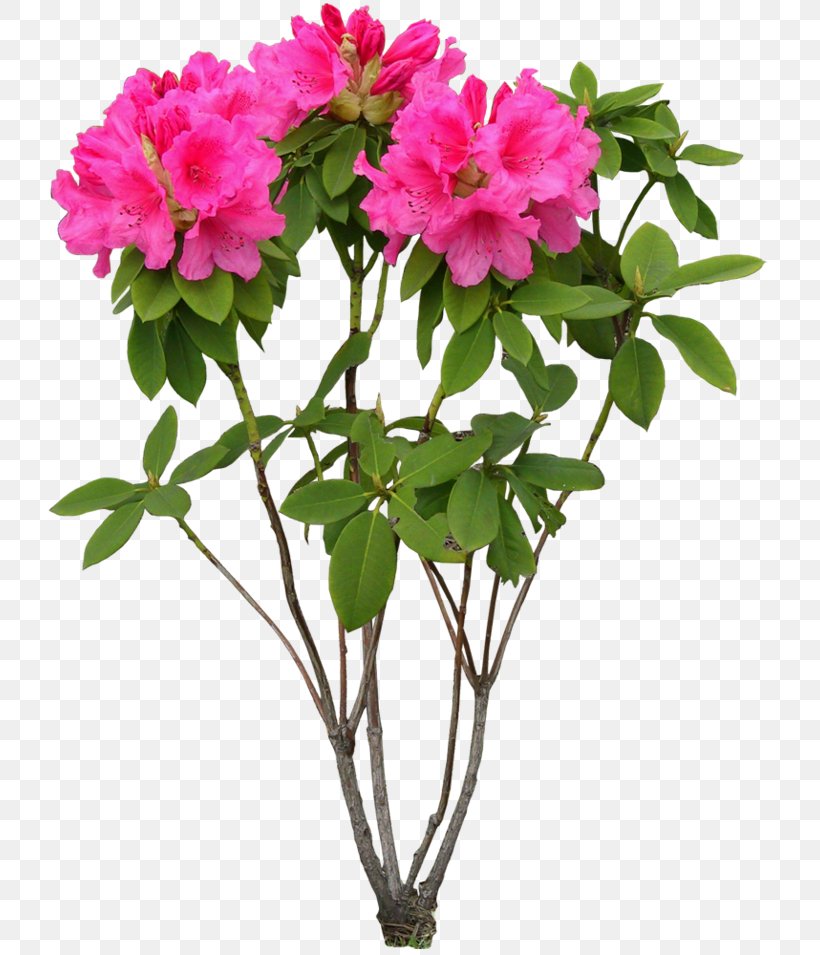Peony Pink Flowers Psd Cut Flowers, PNG, 750x955px, Peony, Annual Plant, Azalea, Branch, Cut Flowers Download Free