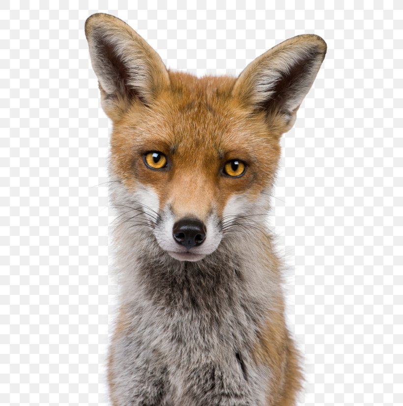 Red Fox Kit Fox Head Shot Stock Photography, PNG, 581x826px, Red Fox, Closeup, Dog Like Mammal, Fauna, Fox Download Free