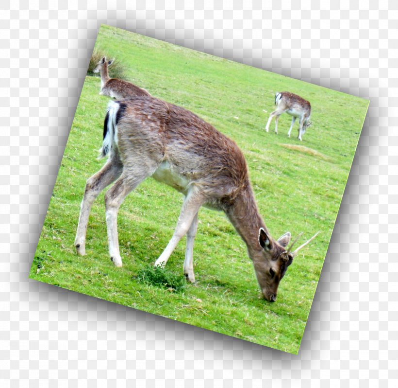 White-tailed Deer Reindeer Antelope Antler, PNG, 1500x1461px, Whitetailed Deer, Animal, Antelope, Antler, Deer Download Free