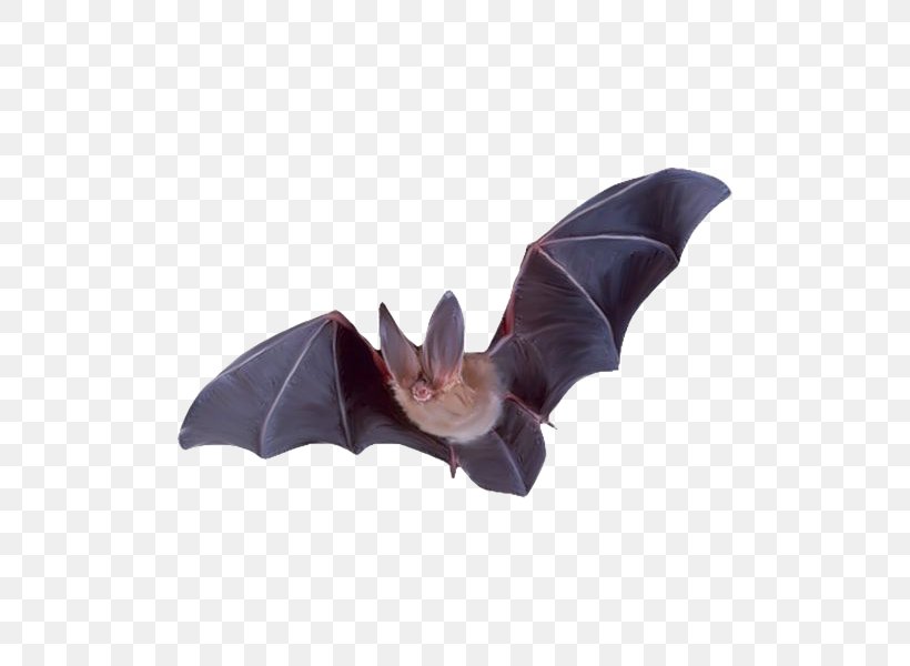 Batman Flight Colugo, PNG, 600x600px, Bat, Animal, Batman, Colugo, Flight Download Free