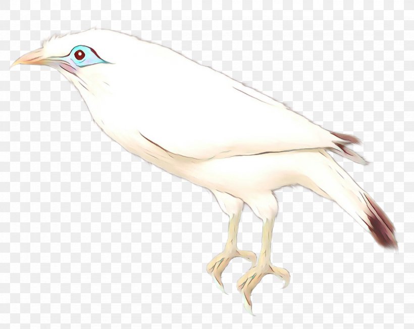 Beak Bird Of Prey Sketch Feather, PNG, 1642x1304px, Beak, Art, Bird, Bird Of Prey, Cattle Egret Download Free