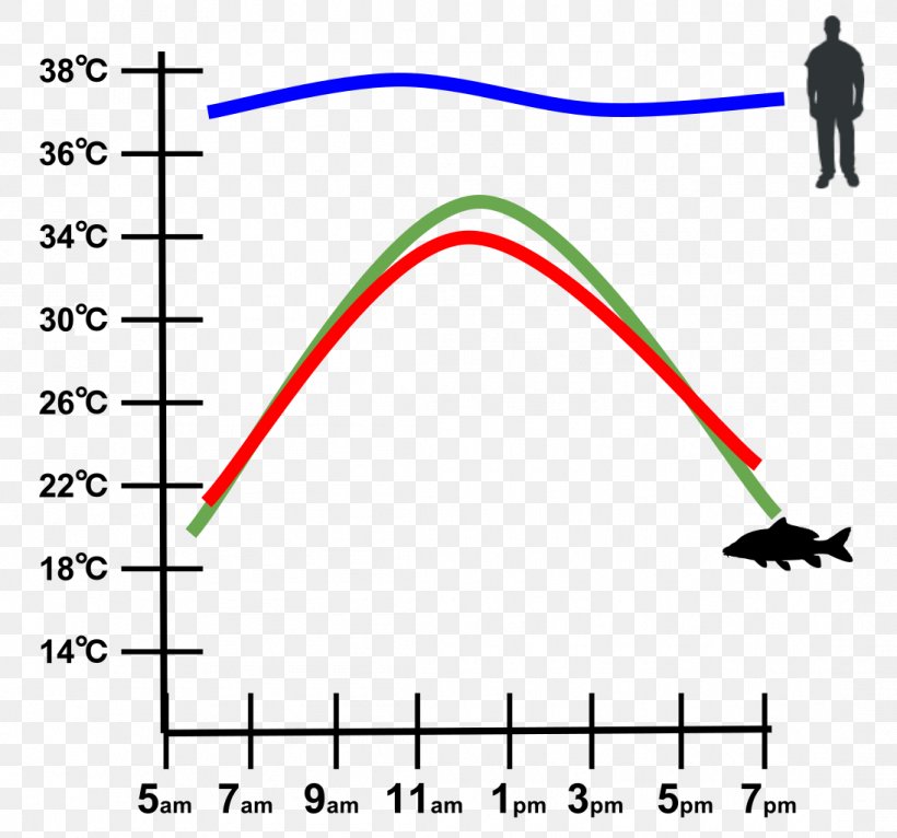 Ectotherm Endotherm Thermoregulation Snake Graph Of A Function, PNG, 1095x1024px, Ectotherm, Area, Biology, Brand, Chart Download Free