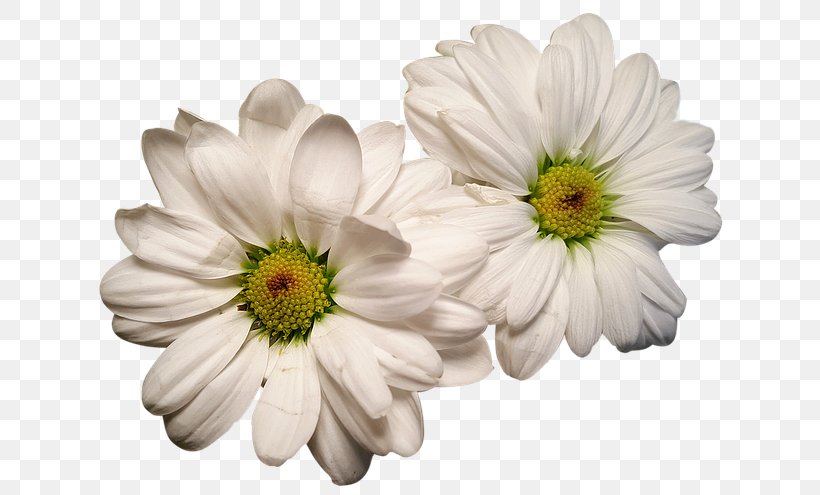 Flower Jasmine Pseudanthium Photography, PNG, 640x495px, Flower, Chrysanths, Common Daisy, Cut Flowers, Daisy Download Free