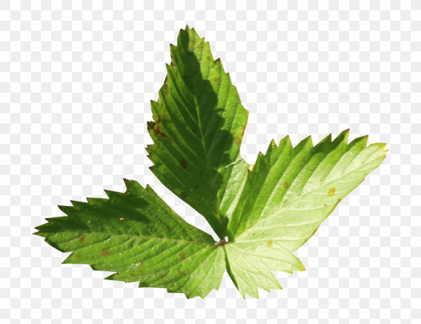 Leaf Mint Clip Art, PNG, 1300x1000px, Leaf, Google Images, Herb, Mint, Plant Download Free