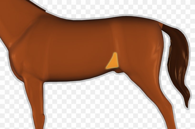 Mane Pony Mustang Stallion Flank, PNG, 960x640px, Mane, Anatomy, Bridle, Carnivoran, Dog Like Mammal Download Free