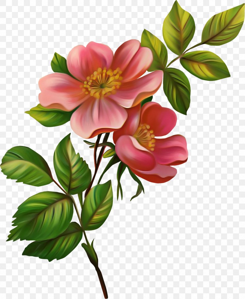 Rose, PNG, 1137x1386px, Flower, Flowering Plant, Petal, Pink, Plant Download Free