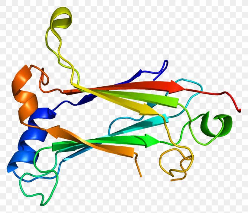 TRAF6 TNF Receptor Associated Factor Protein IRAK1 Ubiquitin Ligase, PNG, 916x788px, Watercolor, Cartoon, Flower, Frame, Heart Download Free